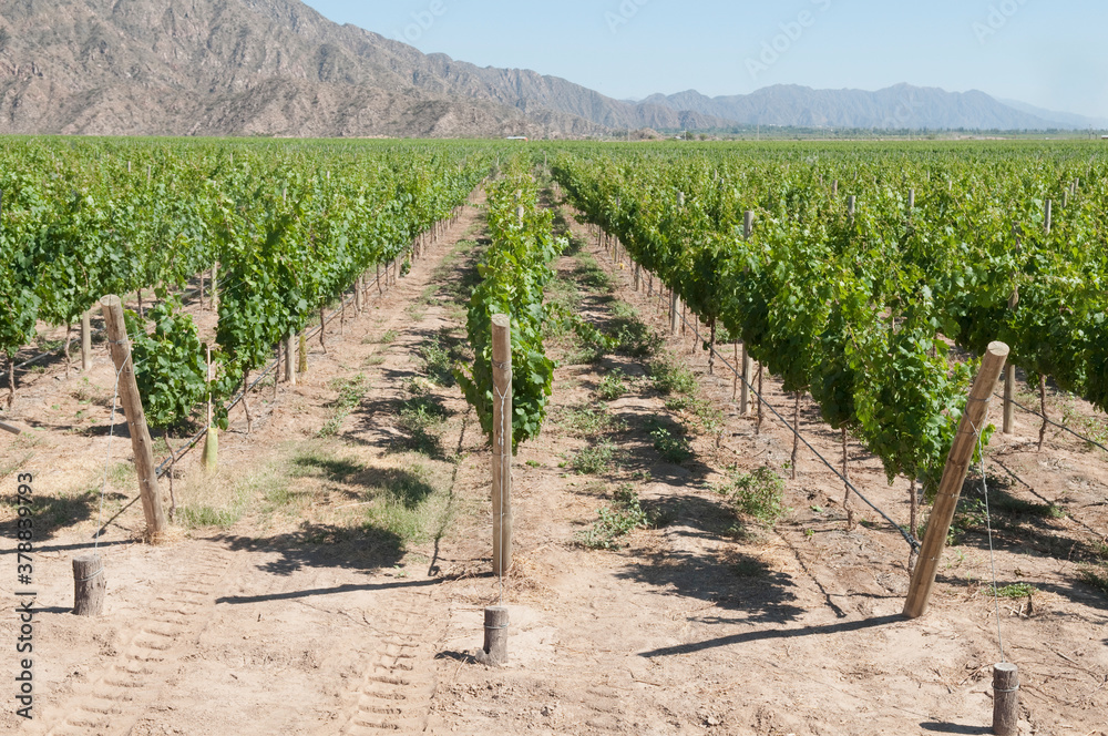 Vineyard, Chilecito, La Rioja Province, Argentina