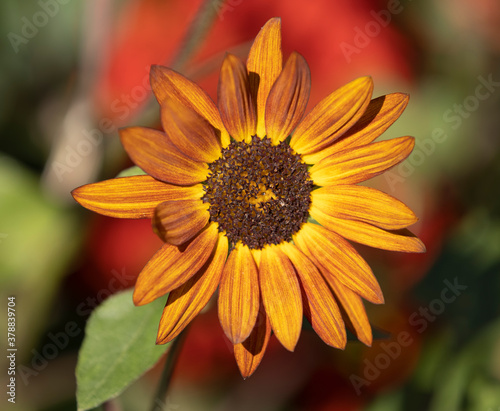 Dark Orange miniature sunflowers