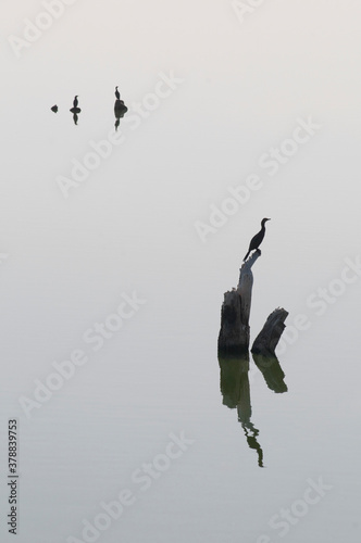 Bigua perching on a wooden post, Patagonia, Argentina photo