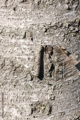 Birch bark for background