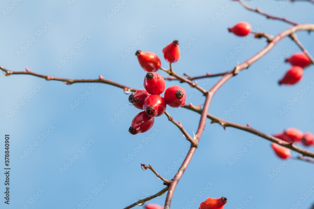 rosehip, Rosa cannina, autumn fruits, rose hips rosehip, Rosa cannina, autumn fruits, rose hips
