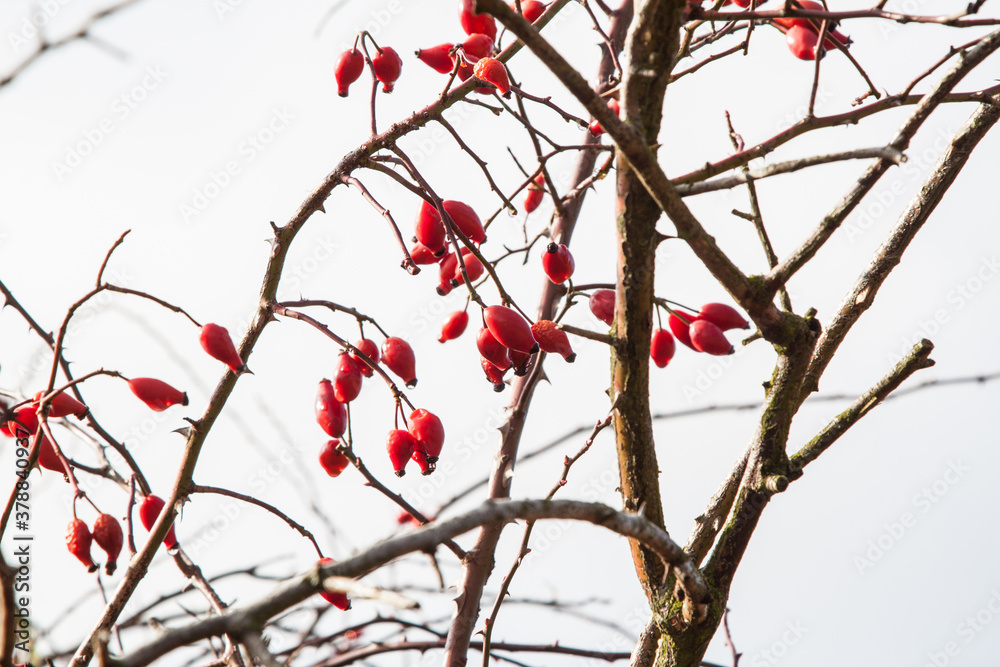 rosehip, Rosa cannina, autumn fruits, rose hips rosehip, Rosa cannina, autumn fruits, rose hips