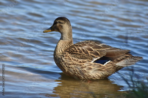 beautiful duck swims on the lake