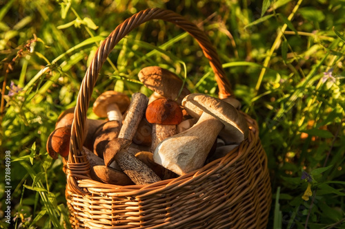Freshly harvested edible porcini mushrooms in wicker basket in forest in sunlight closeup