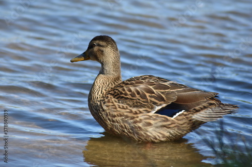 beautiful duck swims on the lake