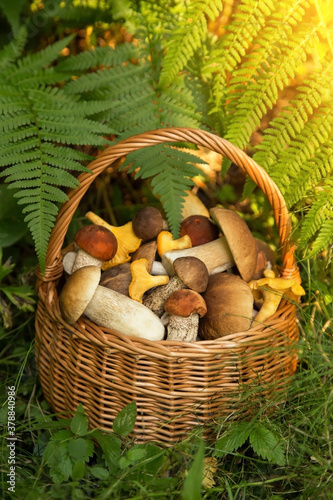 Edible wild forest mushrooms porcini in the wicker basket in green grass and fern leaves in sunlight 