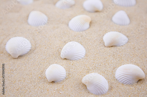 There are many small white shells on the white sand. Macro photography of a marine theme. The beach is somewhere near the sea or ocean. Sunny day. Vacation or weekend.