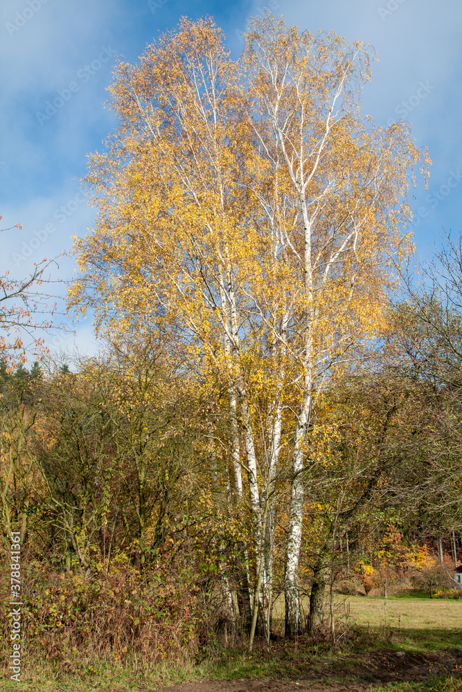 Fototapeta premium silver birch, Betula pendula, autumn leaf color