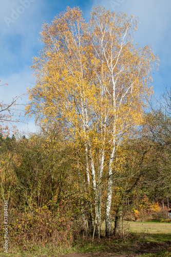 silver birch  Betula pendula  autumn leaf color