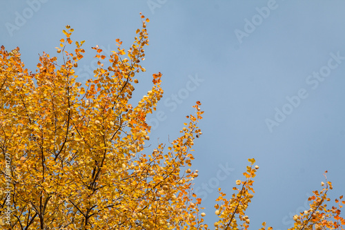 golden branches of poplar, colorful autumn leaves. Populus nigra