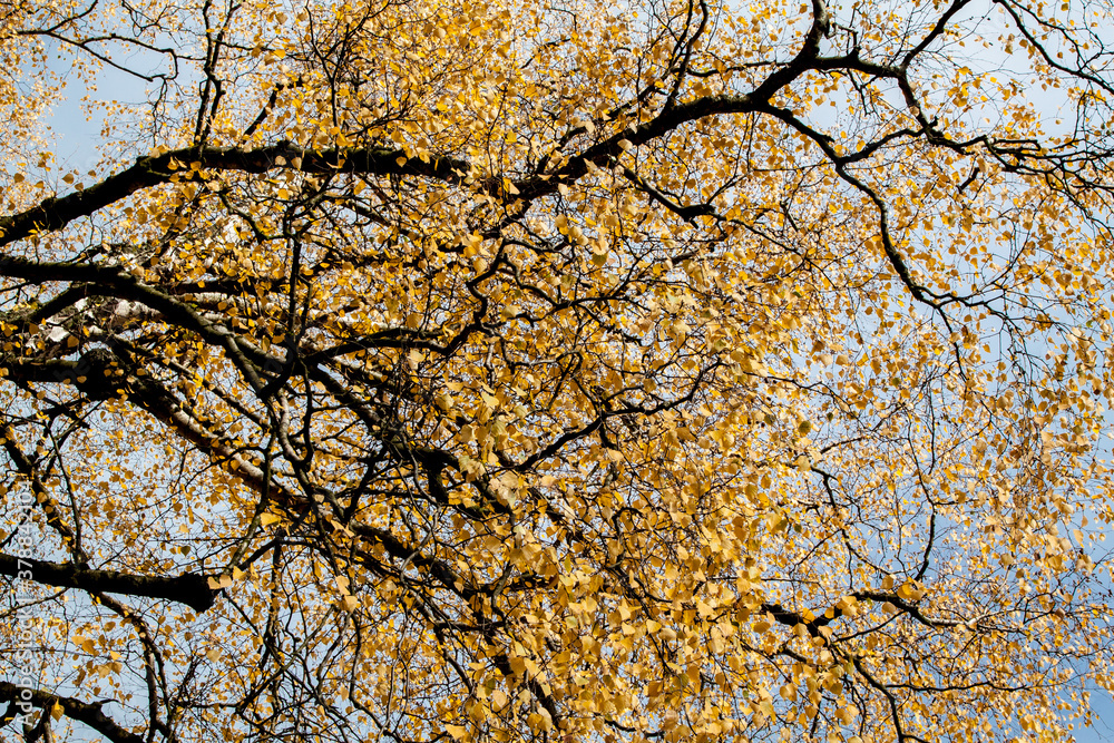 silver birch, Betula pendula, autumn leaf color silver birch, Betula pendula, autumn leaf color