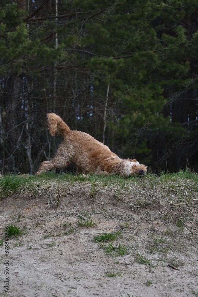 Naklejka premium Dog Cocker Spaniel walks in the woods