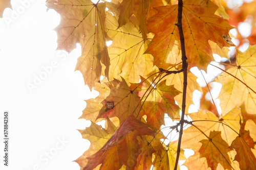 Autumn colored leaves, maple moss, Acer platanoides, on a sunny day