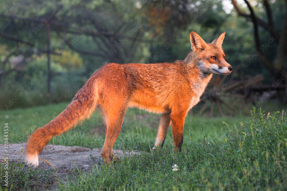 Fototapeta premium Young fox at animal shelter.