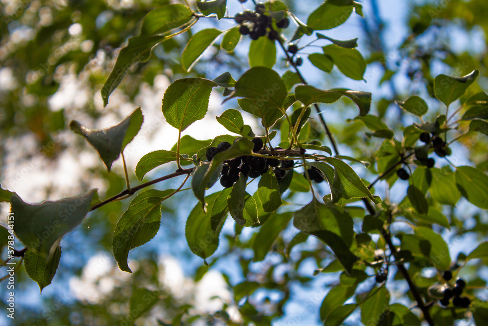 Black Berries in Tree With Blue Sky3