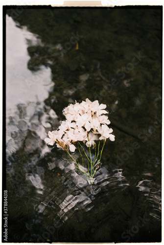 Close up of flowers floating on water