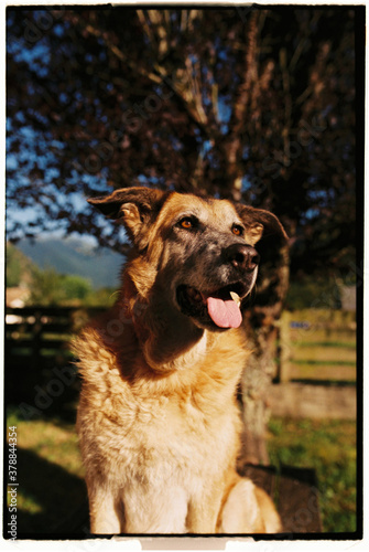 Portrait of German shepherd sitting outdoors