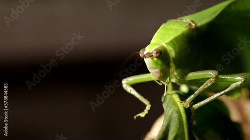 fire injured grasshopper in the night