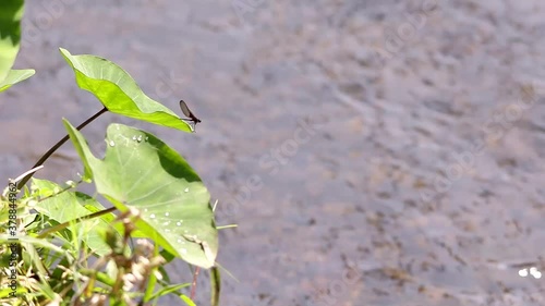 Rubyspot damselfly perching on a taro leave by the river photo