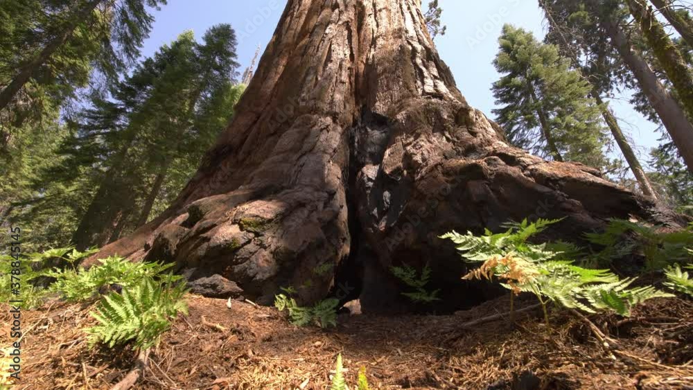 Sequoia Trees Dolly And Pan Shot Sequoia National Park Sierra Nevada Mountains California 04 Sequoia Trees Dolly And Pan Shot Sequoia National Park Sierra Nevada Mountains California 04