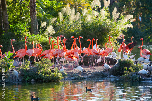 Reflection of flamingoes in water, Miami, Florida, USA