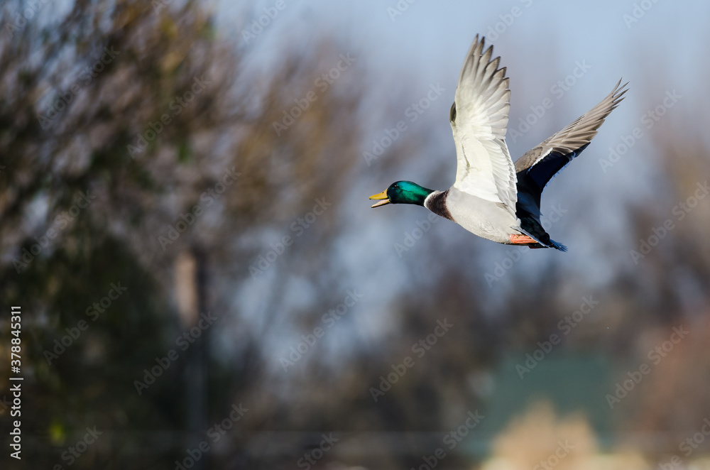 Obraz premium Mallard Duck flying Low Over the Autumn Trees