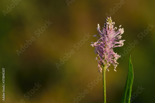 Close-up of the flower of a ribwort (Plantago lanceolata) with a leaf, against a green background in nature © leopictures