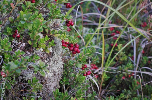 Lingonberry with green leaves. Bush of wild ripe cowberry in a forest. Red berries. 