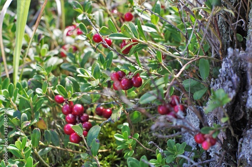 Lingonberry with green leaves. Bush of wild ripe cowberry in a forest. Red berries. 