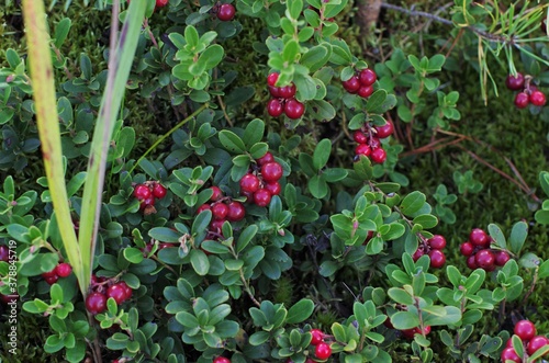 Lingonberry with green leaves. Bush of wild ripe cowberry in a forest. Red berries. 