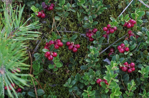 Lingonberry with green leaves. Bush of wild ripe cowberry in a forest. Red berries. 