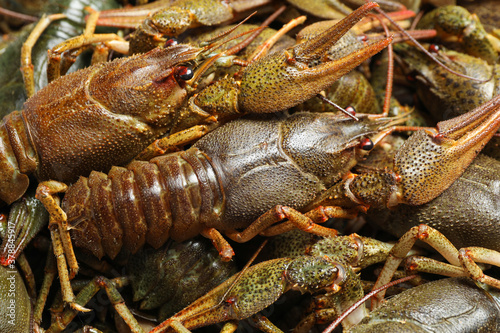 Fresh raw crayfishes as background, closeup. Healthy seafood