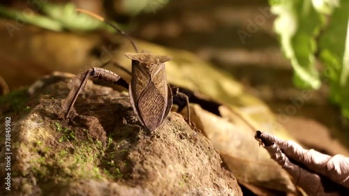 Acanthocephala leaf footed bug walking on rain forest ground at night photo