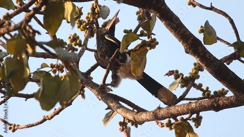 Silvery-cheeked hornbill (Bycanistes brevis), rare endangered bird, in a rubber ficus tree in Mozambique, eating wild fruit seeds photo