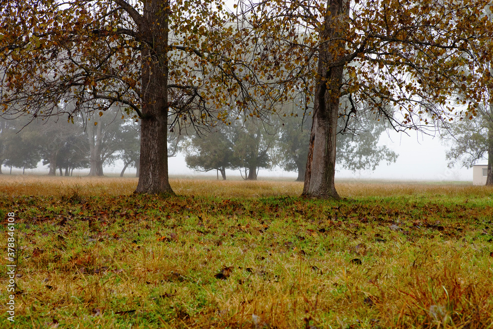 Fototapeta premium Trees in a field