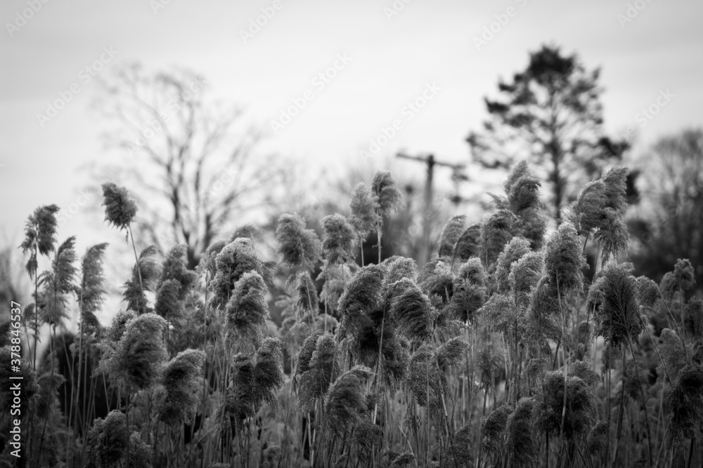 Weeds or Reeds Weeds or Reeds