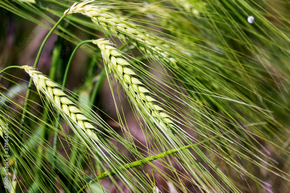 Green wheat grass. The leading source of vegetal protein. Summer wheat. Wheat ears growing on field. Farm field on summer landscape. Wheat cultivation. Organic agriculture and farming Green wheat grass. The leading source of vegetal protein. Summer wheat. Wheat ears growing on field. Farm field on summer landscape. Wheat cultivation. Organic agriculture and farming