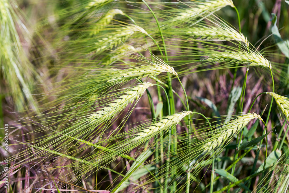 Green wheat grass. The leading source of vegetal protein. Summer wheat. Wheat ears growing on field. Farm field on summer landscape. Wheat cultivation. Organic agriculture and farming Green wheat grass. The leading source of vegetal protein. Summer wheat. Wheat ears growing on field. Farm field on summer landscape. Wheat cultivation. Organic agriculture and farming