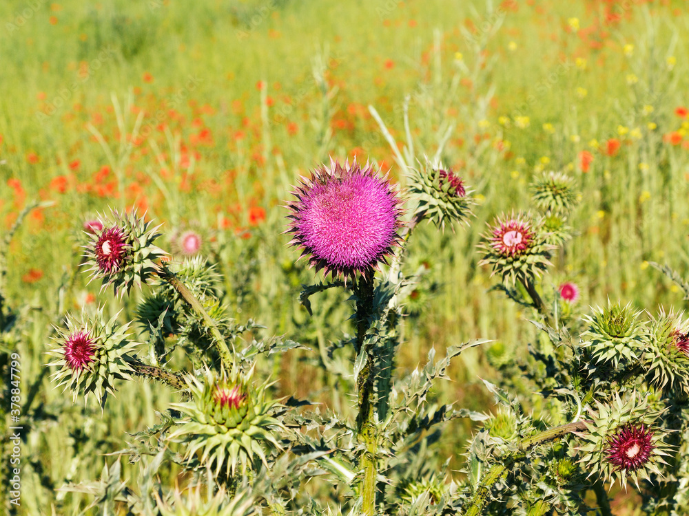 Beautiful flower of purple thistle. Pink flowers of burdock burdock. Burdock thorny flower close-up. Flowering thistle or milk thistle. Herbaceous plants Beautiful flower of purple thistle. Pink flowers of burdock burdock. Burdock thorny flower close-up. Flowering thistle or milk thistle. Herbaceous plants