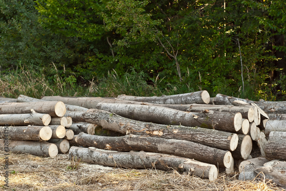 The felled trees lie on the ground. Logs on a pile on a background of the forest. The concept of illegal deforestation and environmental protection. The felled trees lie on the ground. Logs on a pile on a background of the forest. The concept of illegal deforestation and environmental protection.