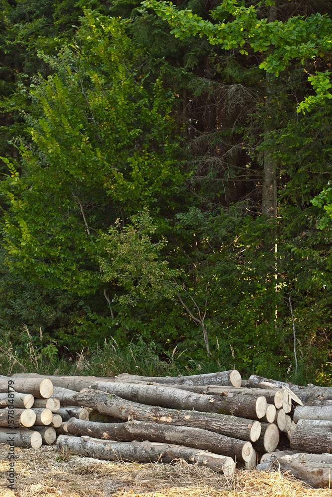The felled trees lie on the ground. Logs on a pile on a background of the forest. The concept of illegal deforestation and environmental protection. The felled trees lie on the ground. Logs on a pile on a background of the forest. The concept of illegal deforestation and environmental protection.