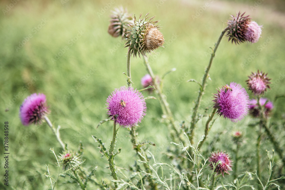 Beautiful flower of purple thistle. Pink flowers of burdock burdock. Burdock thorny flower close-up. Flowering thistle or milk thistle. Herbaceous plants Beautiful flower of purple thistle. Pink flowers of burdock burdock. Burdock thorny flower close-up. Flowering thistle or milk thistle. Herbaceous plants