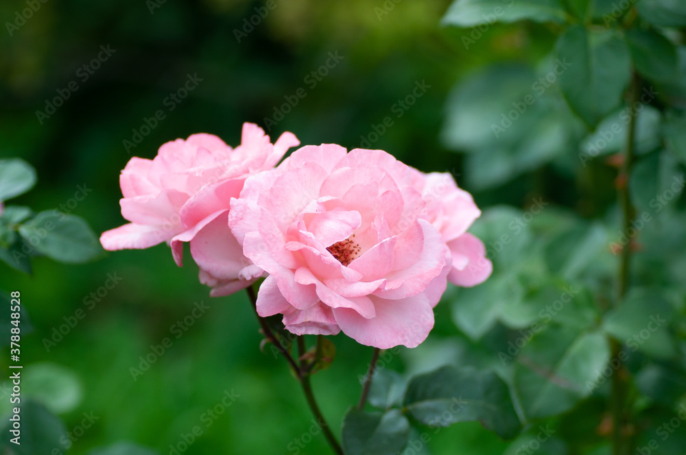 Tender Pink Rose flower with raindrops on stem on green background in the garden. Botanical photography for illustration of Rose. Tender Pink Rose flower with raindrops on stem on green background in the garden. Botanical photography for illustration of Rose.