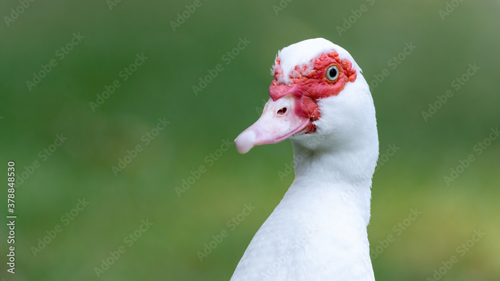 bird, ente, gans, tier, weiß, natur, schnabel, gans, bauernhof, gras, bird, ente, gans, tier, weiß, natur, schnabel, gans, bauernhof, gras,