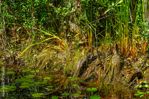 American Alligator babies at Okefenokee Swamp Park, South Georgia.