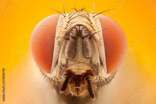 extreme close up of a fly head portrait.