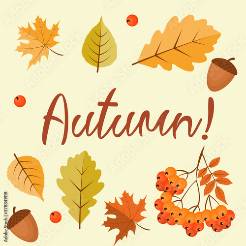 Abstract Autumn Background with Falling Leaves, Rowan and Acorn. Vector Illustration