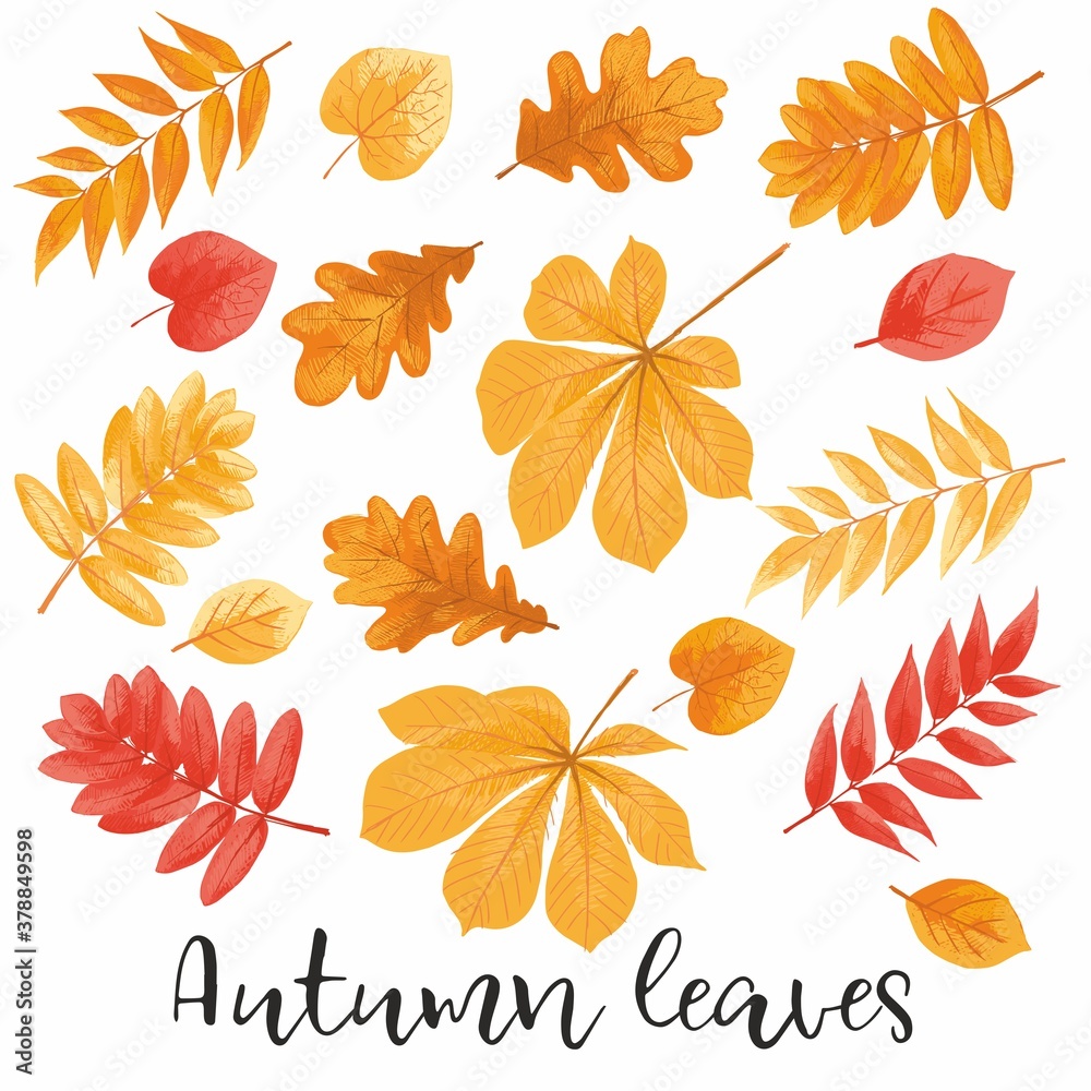 Collection of autumn colorful leaves, hand-drawn. Collection of autumn colorful leaves, hand-drawn.