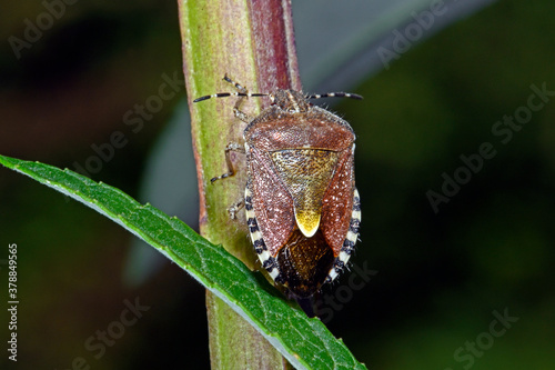 Sloe bug / Beerenwanze (Dolycoris baccarum) photo