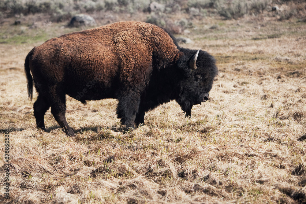 American bison (Bison bison) grazing in a forest, Yellowstone National Park, Wyoming, USA American bison (Bison bison) grazing in a forest, Yellowstone National Park, Wyoming, USA